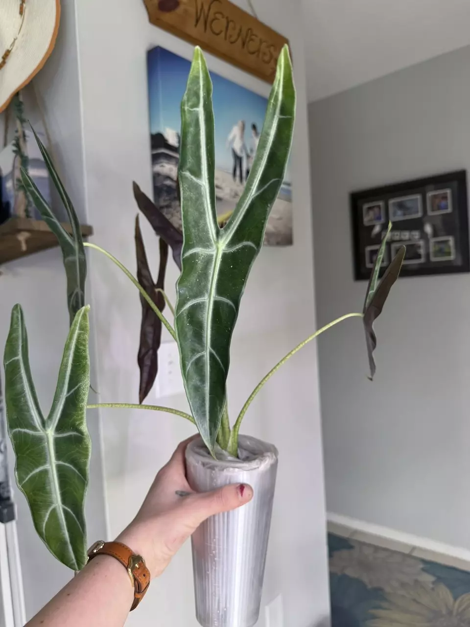 0951 SUPER RARE Lucifer CORM fatty thumbnail