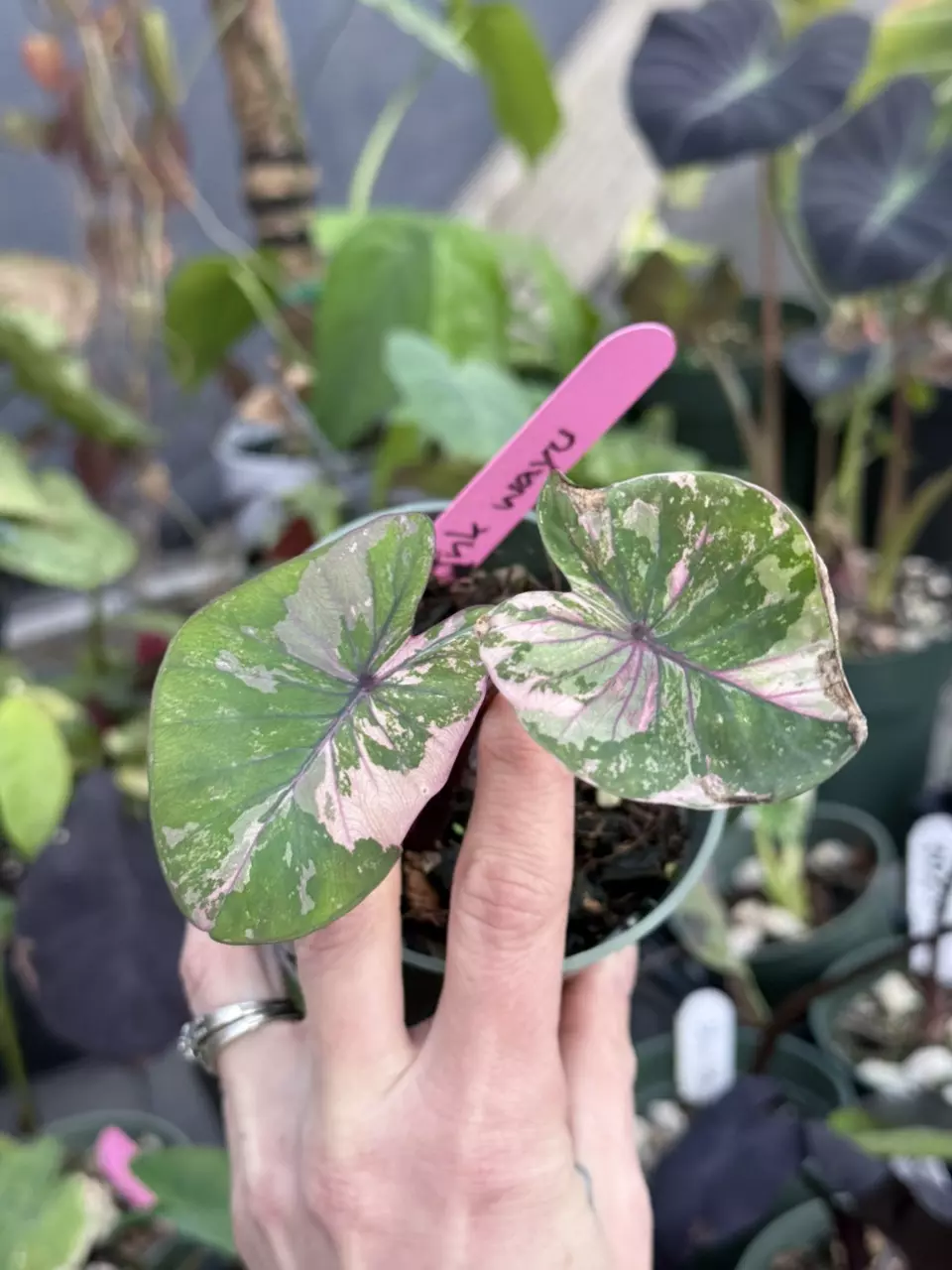 2411 Pink Wagyu Colocasia thumbnail