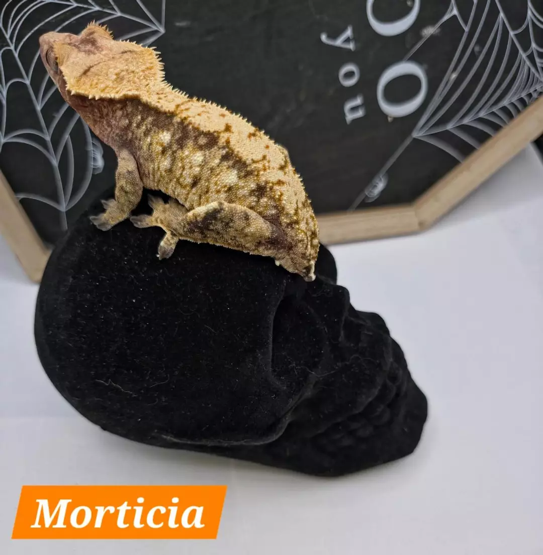 morticia thumbnail