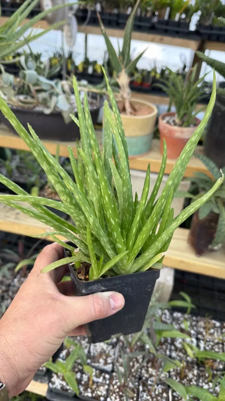 Aloe Vera 4” Growers Choice thumbnail