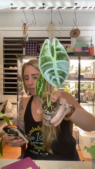 plant/2477 var Watso(looking like a lightning Watso)-0-thumbnail