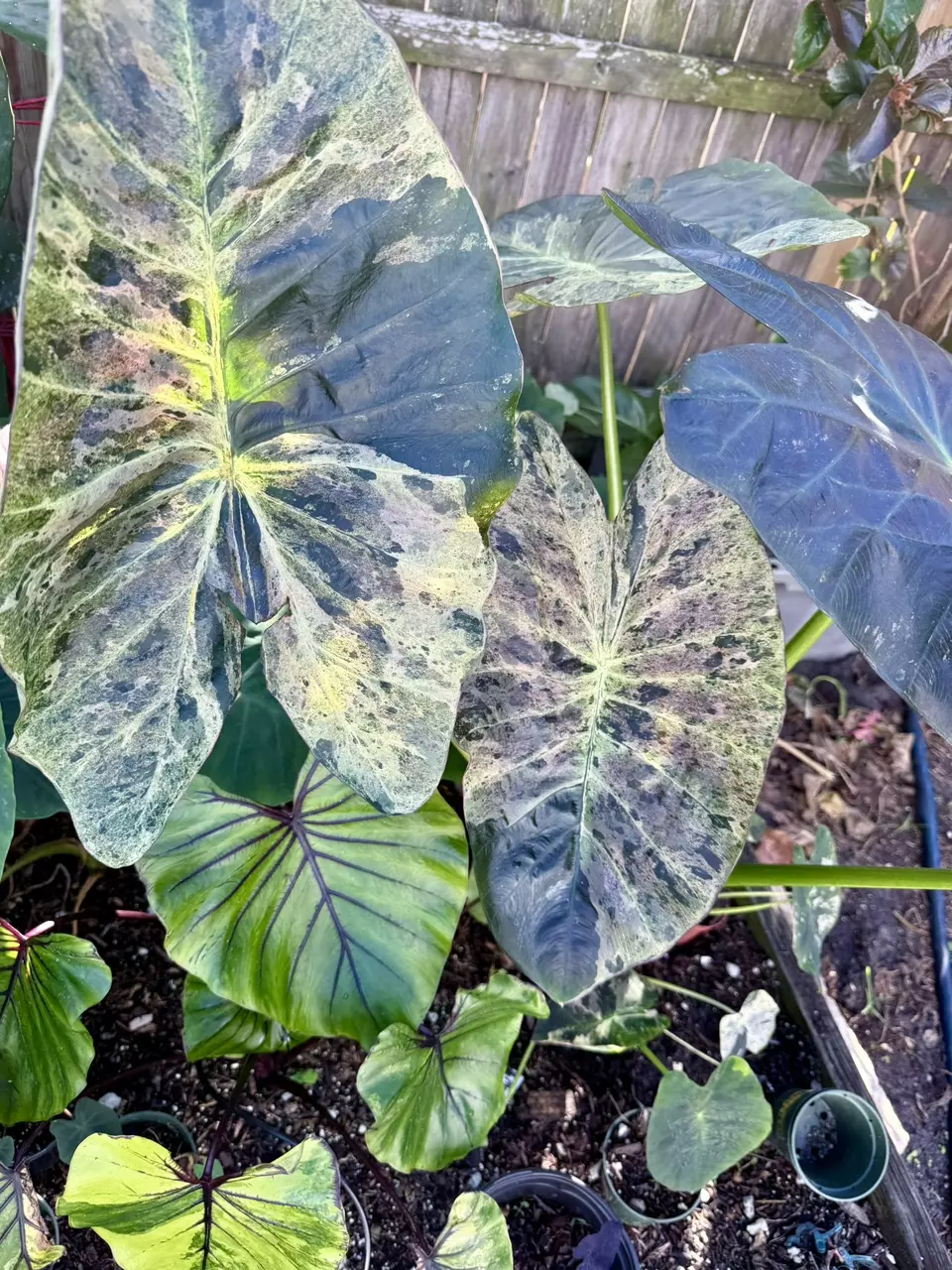 plant/2427 Omen with runner-1