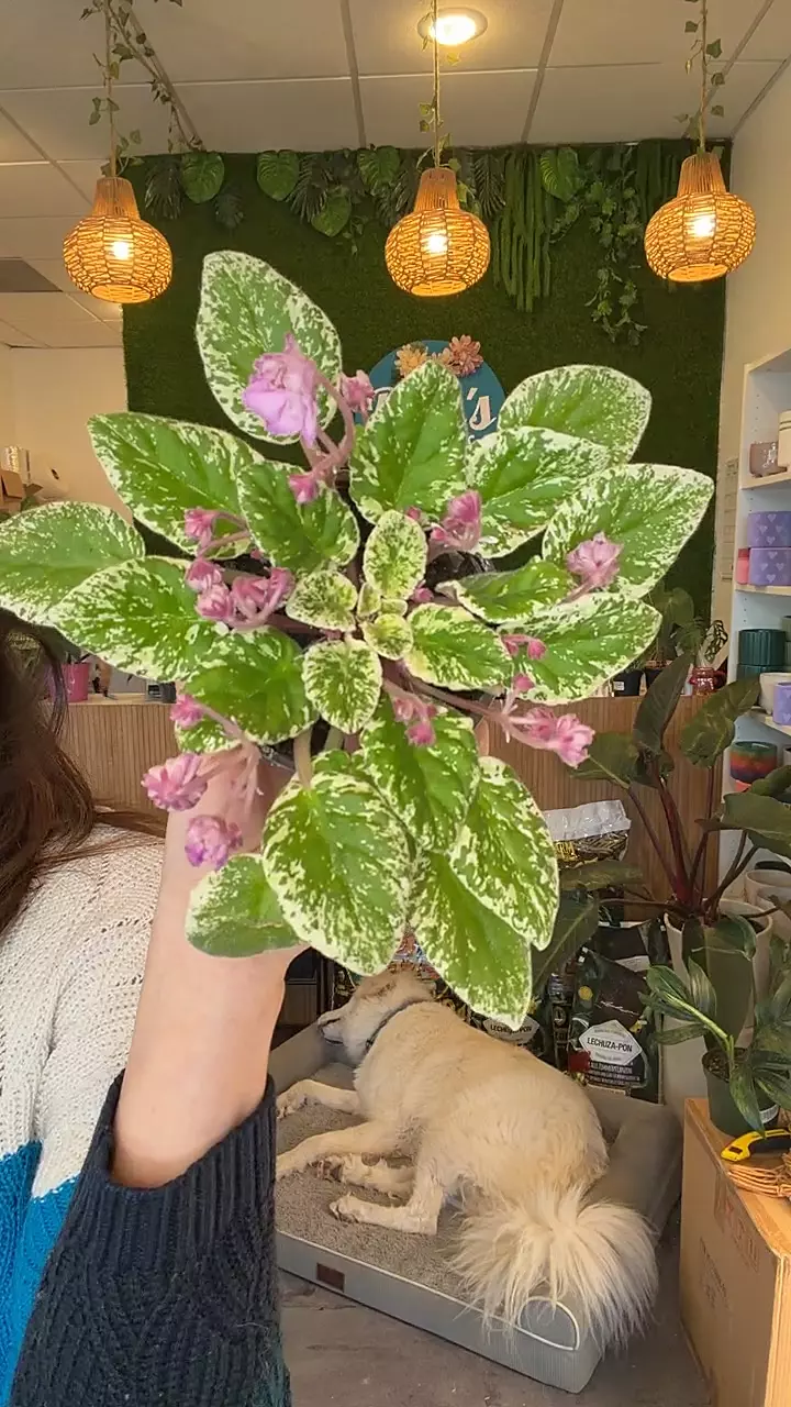 African Violet Pink Flower thumbnail