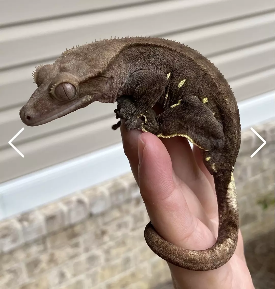 Starling proven F 48g thumbnail