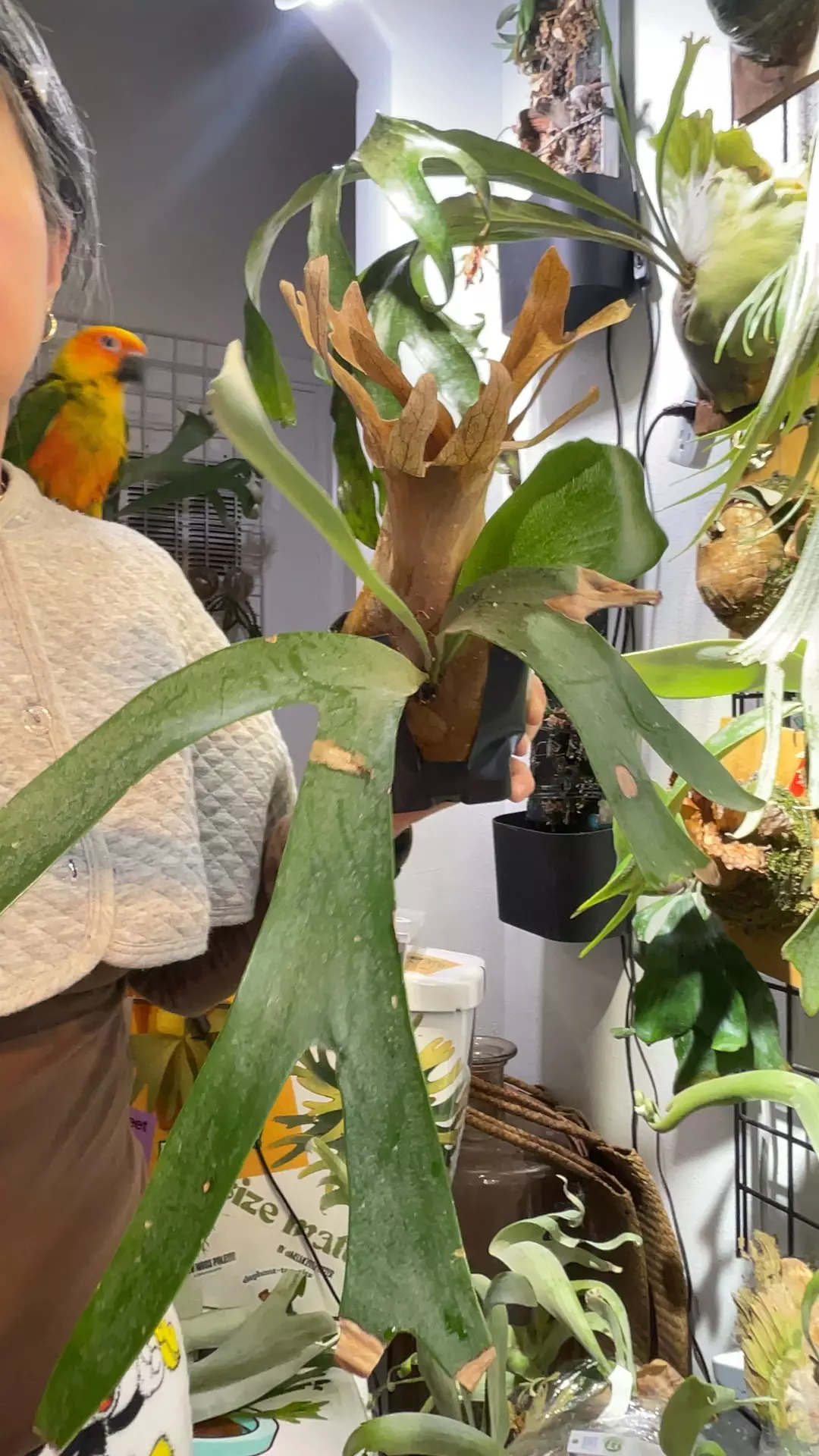 P. Banna A large thumbnail