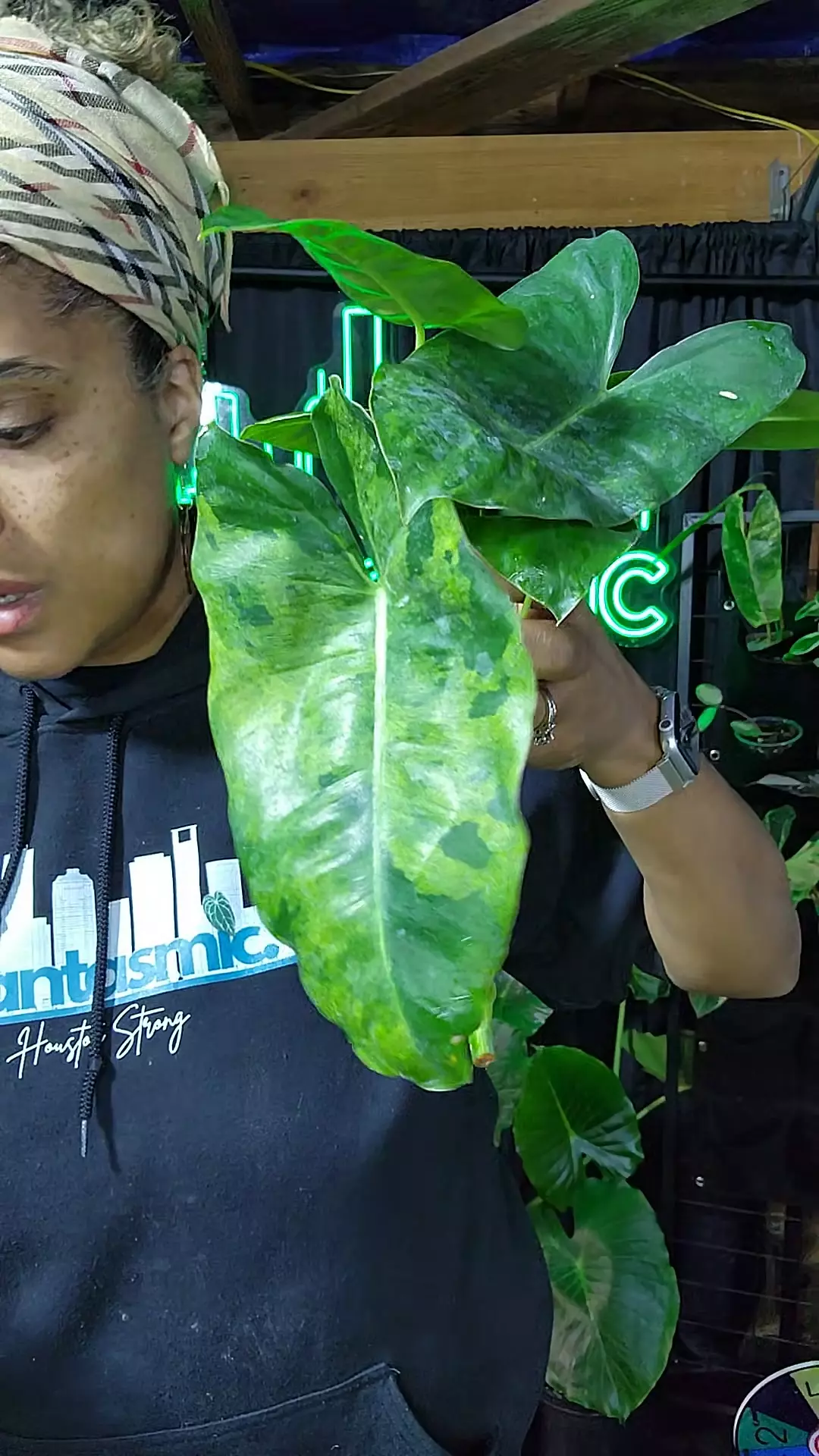 philodendron burle Marx indo mint cutting thumbnail