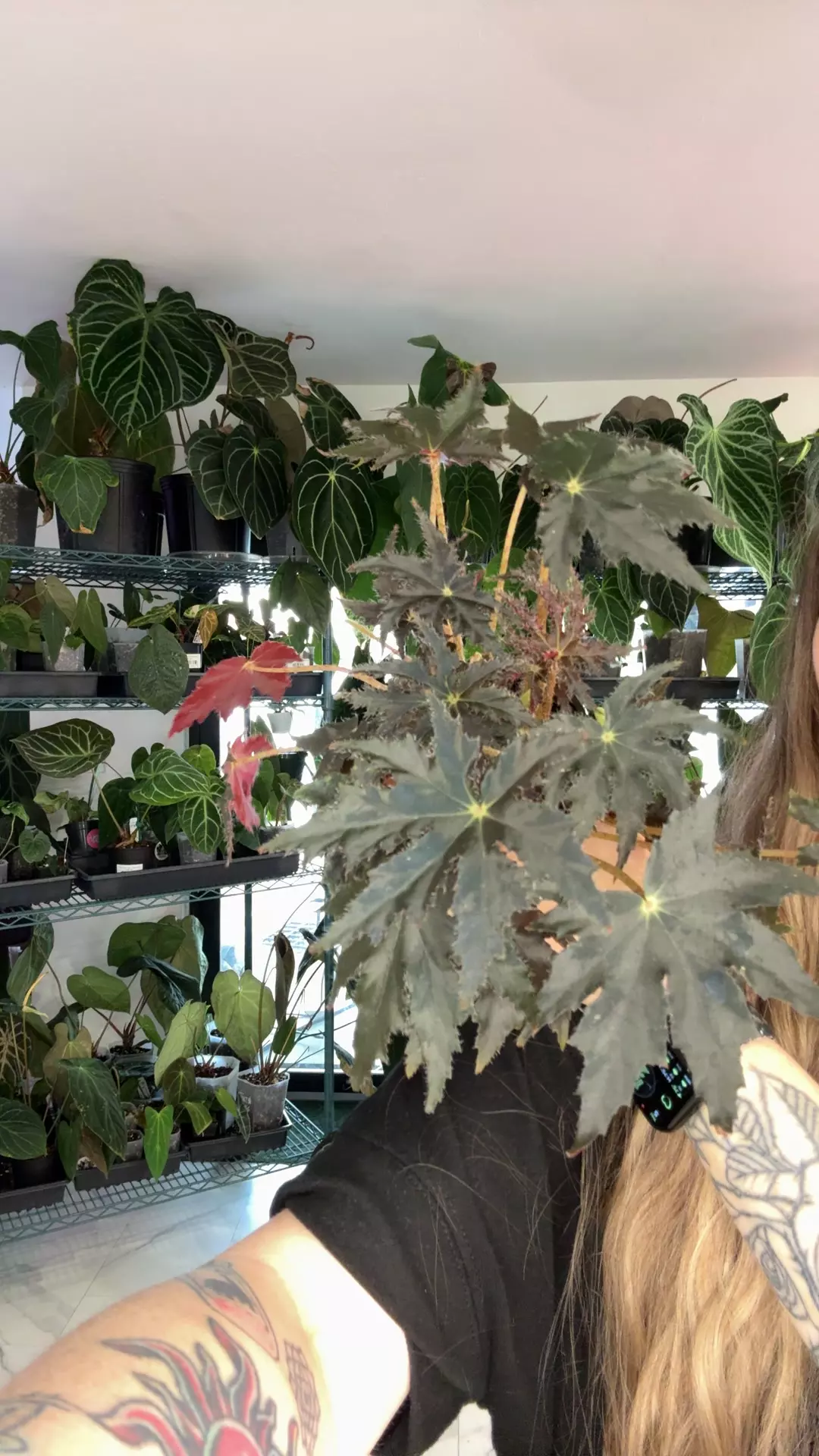 goth begonia black velvet thumbnail