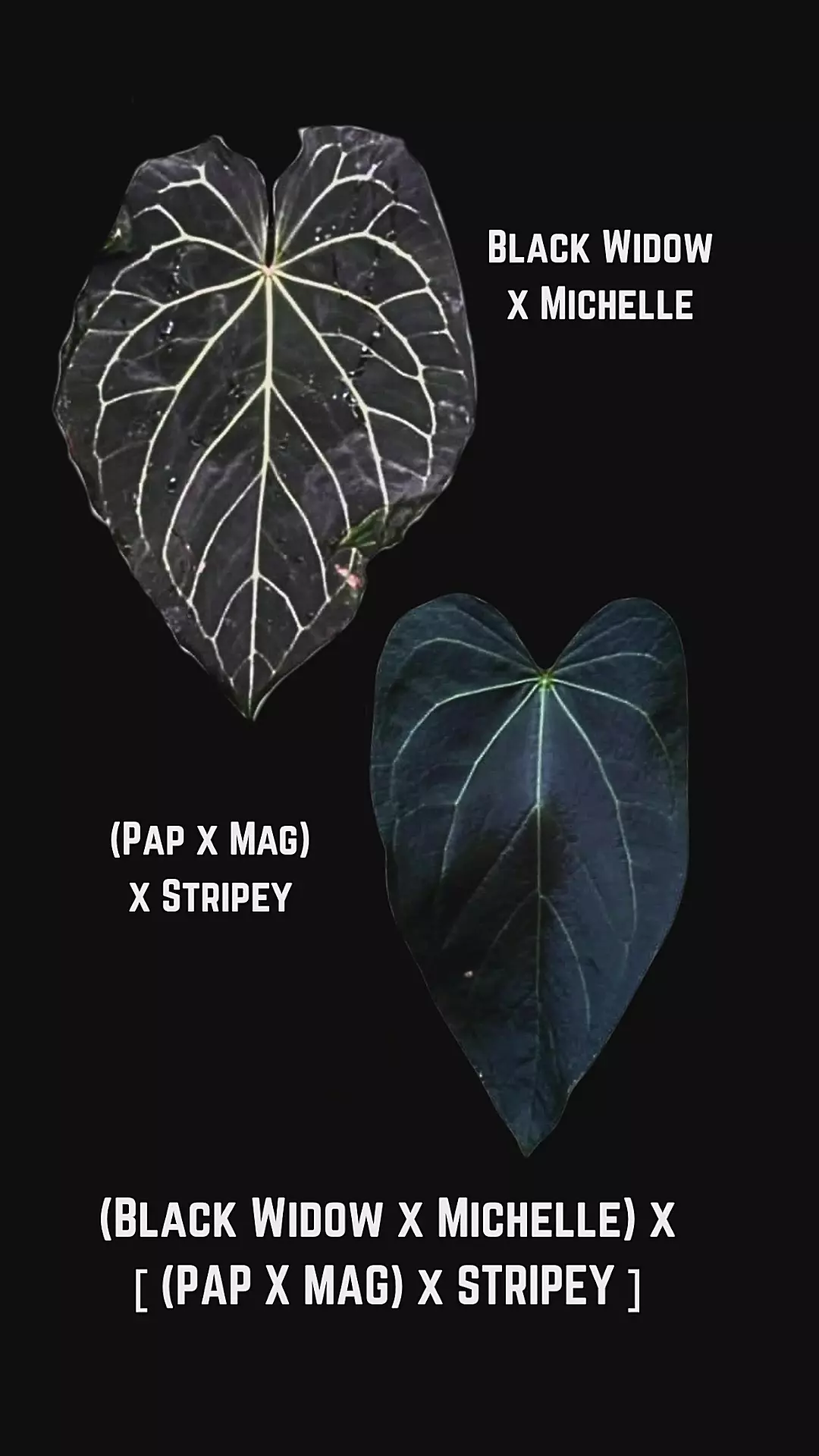 Black Widow Michelle x Pap Mag x Stripey thumbnail