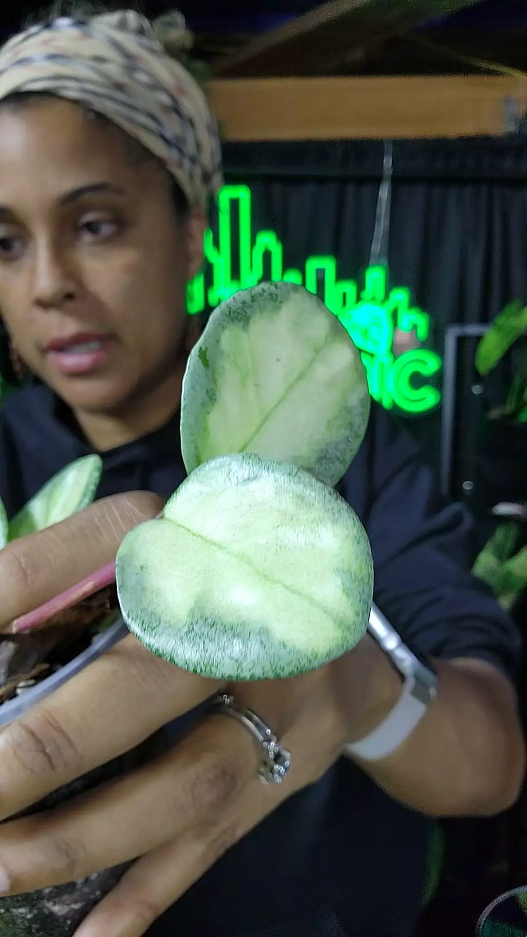 hoya argentea princess cutting thumbnail