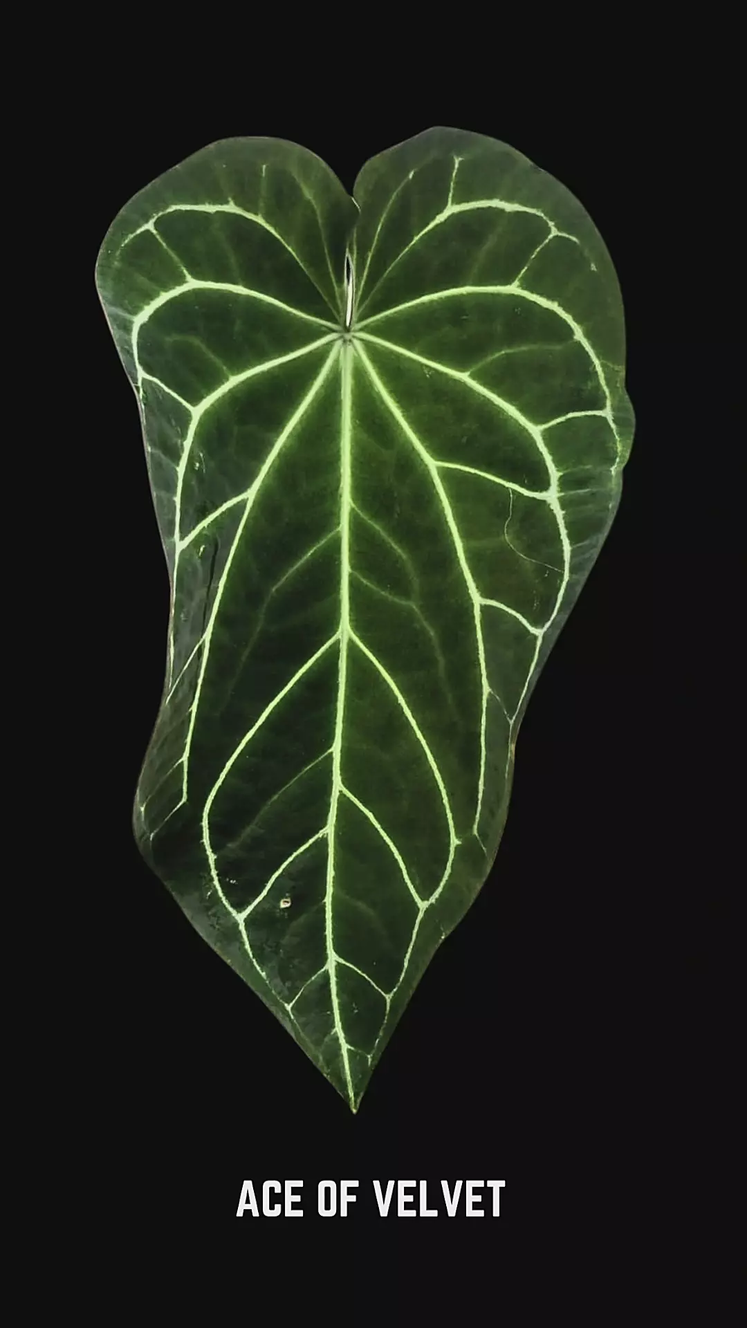 Ace Of Velvet Self Seedling thumbnail