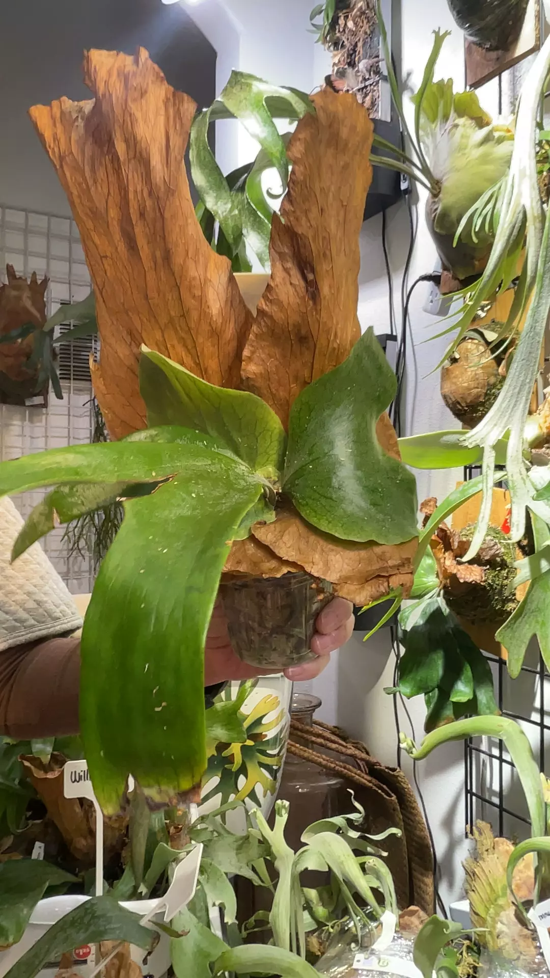 Platycerium STEMARIA thumbnail