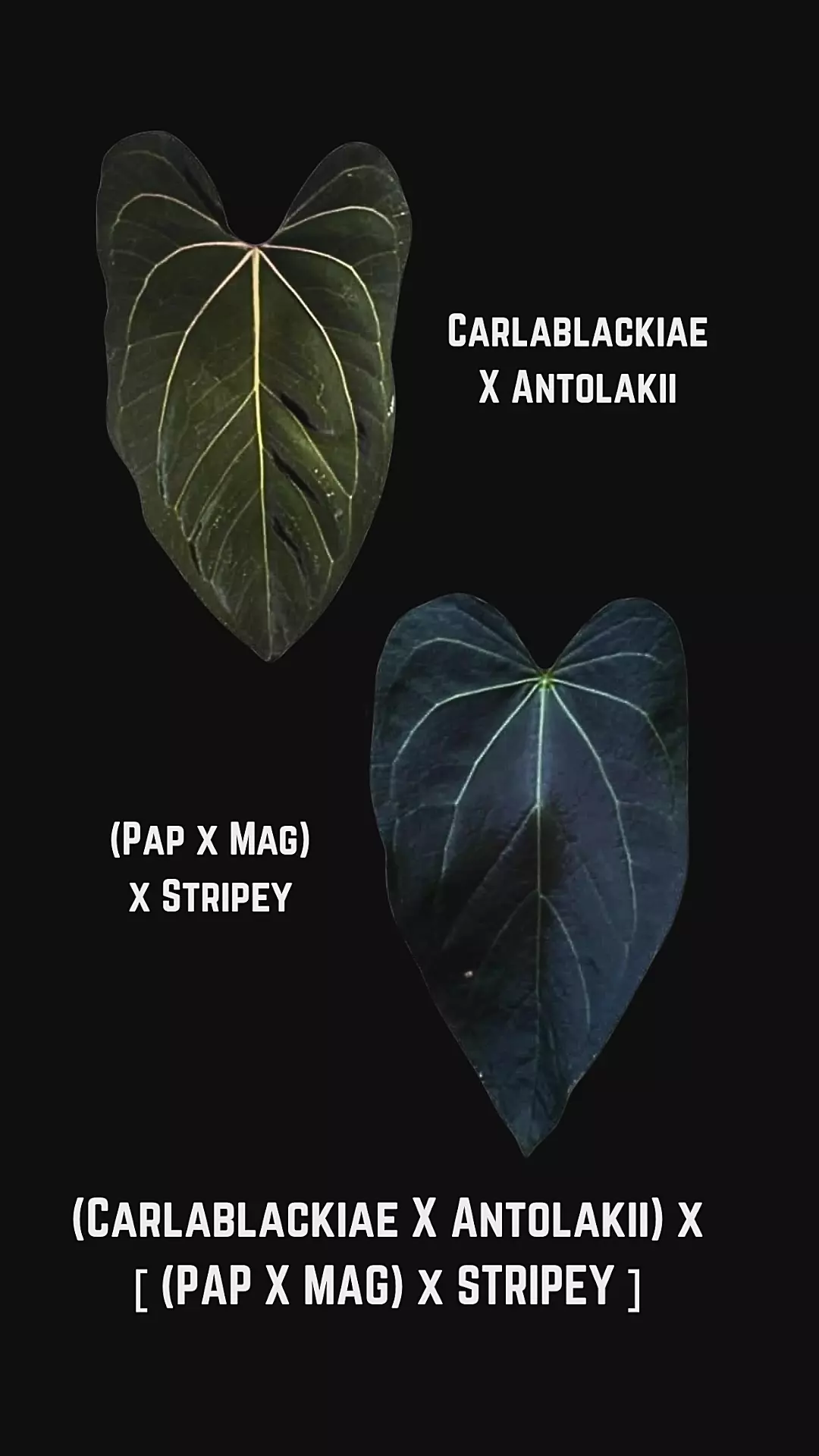 Carla Antolakii x Pap Mag x Stripey thumbnail