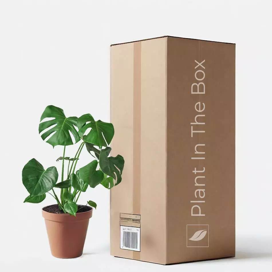 Ship in Pot thumbnail