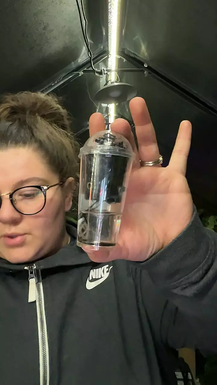 5 pack of pup cups thumbnail