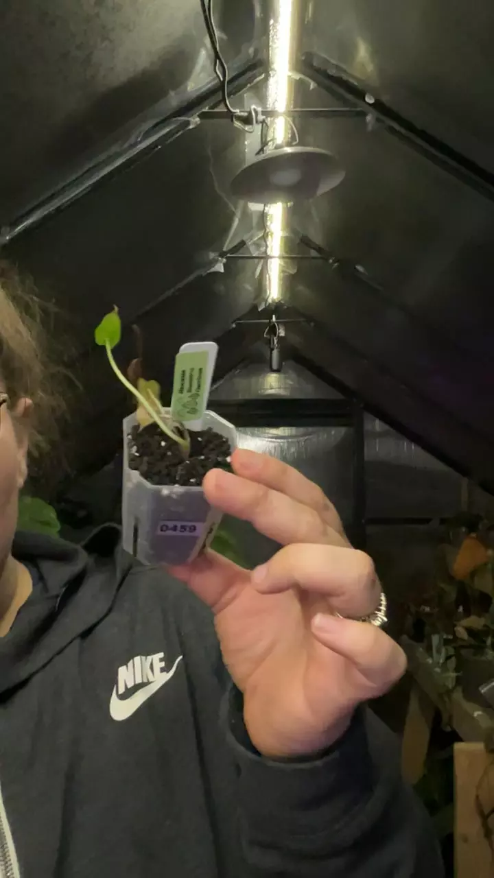 bambino 0459 thumbnail