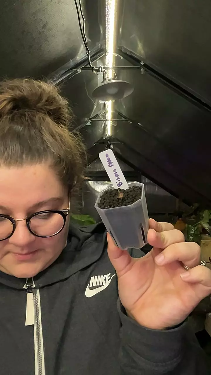 Bisma albo 0432 thumbnail