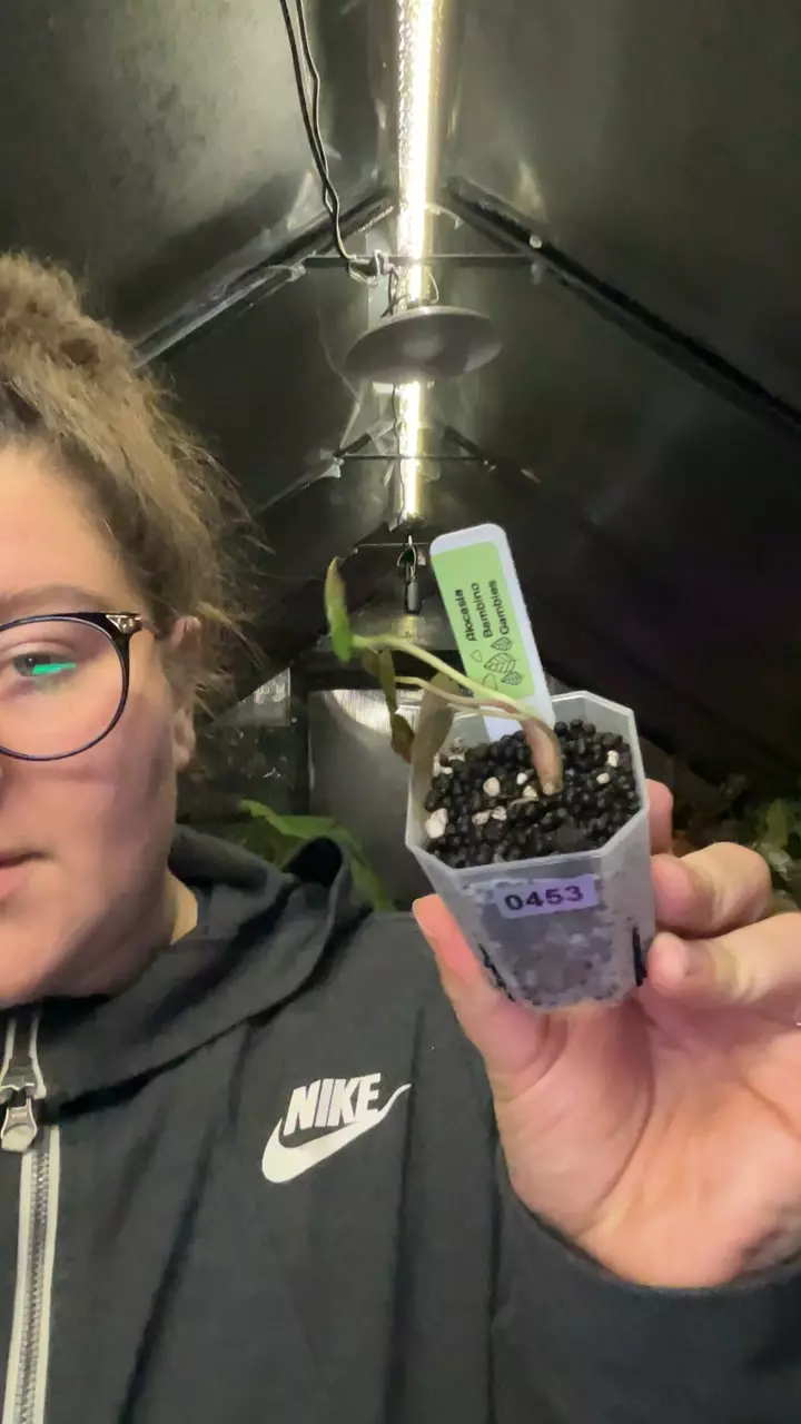 alo bambino gamble 0453 thumbnail