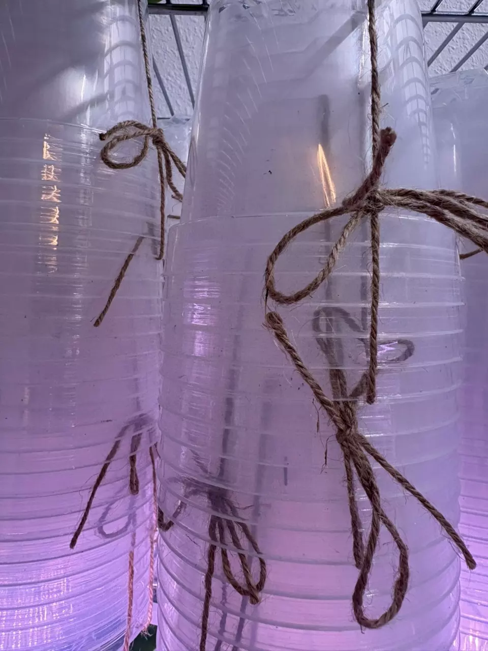 5 ct - 4” clear pots *ADD ON ONLY* thumbnail