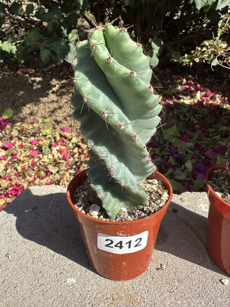 2412 Tiger Stripe Spiral Cactus | 3.5” Pot thumbnail