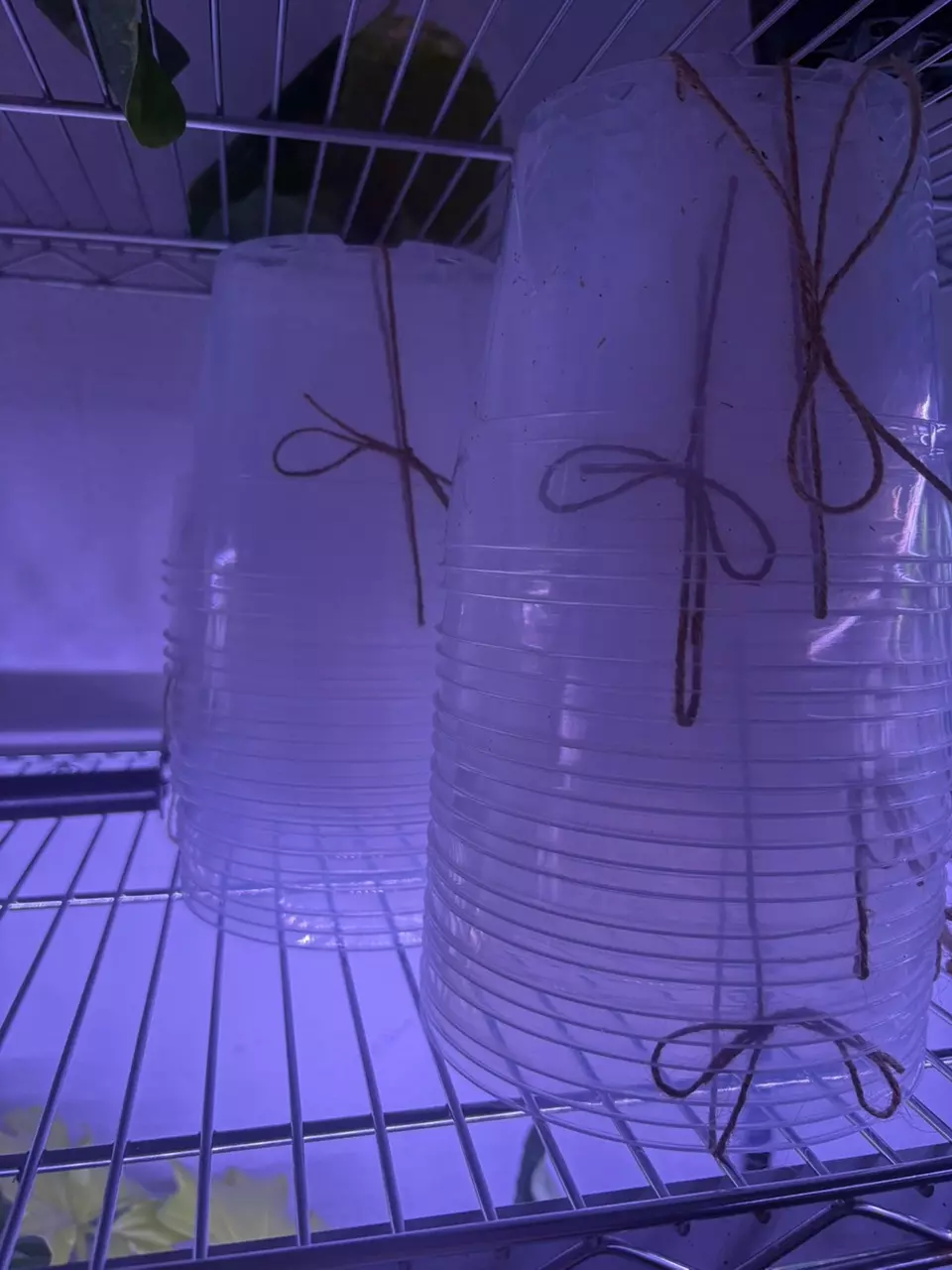 3 Ct - 6” clear pot *ADD ON ONLY* thumbnail