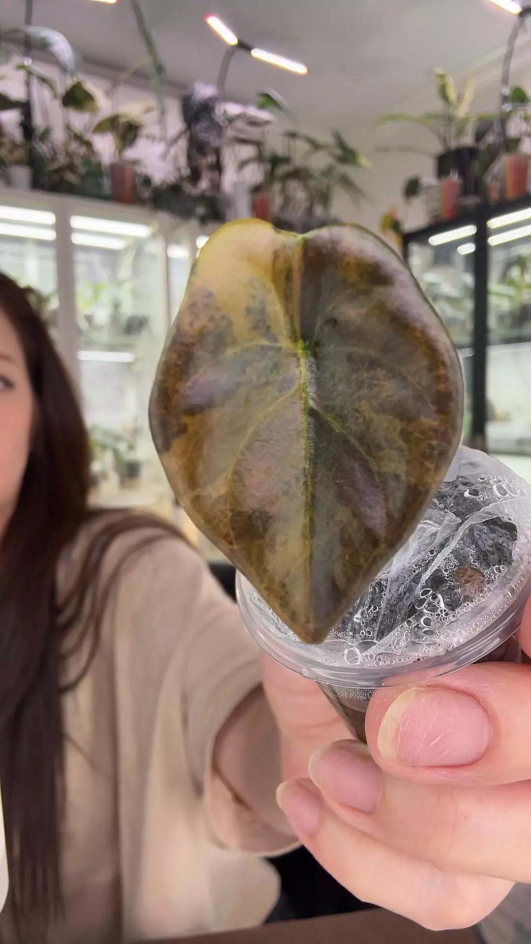 #1673 ☕️CUPREA LATTE☕️ thumbnail