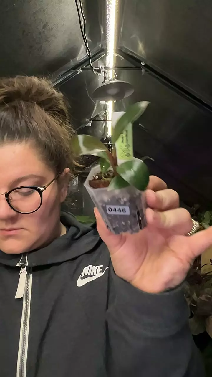 philo black cardinal 0446 thumbnail