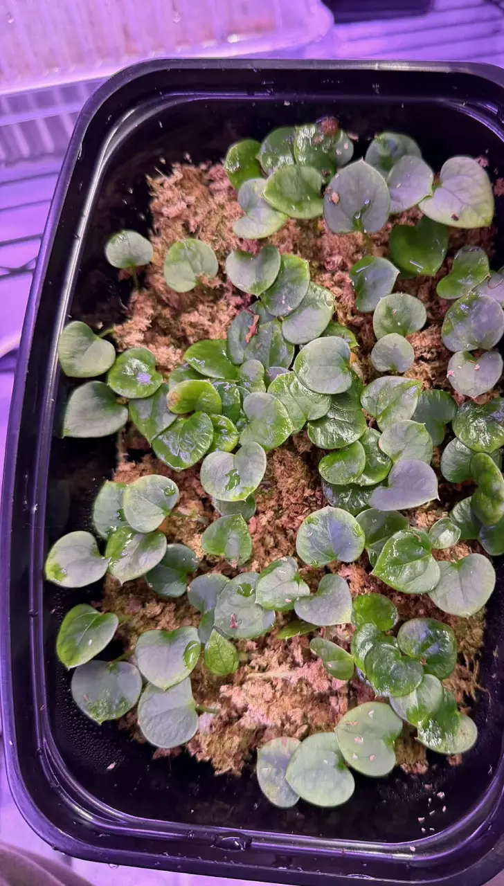 (AOS x Kuna) x (AOS Pap FSRL) thumbnail