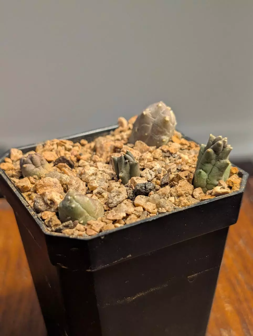 Stapeliads - Piaranthus comptus thumbnail