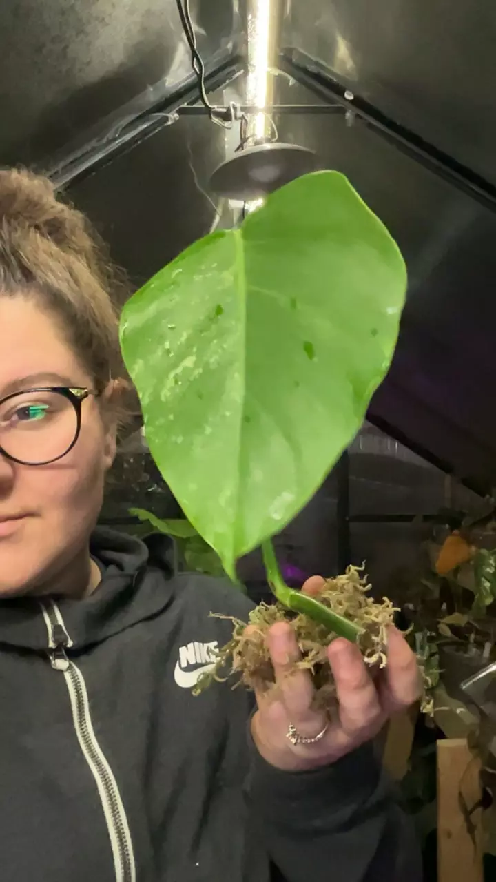 large form Albo cutting thumbnail