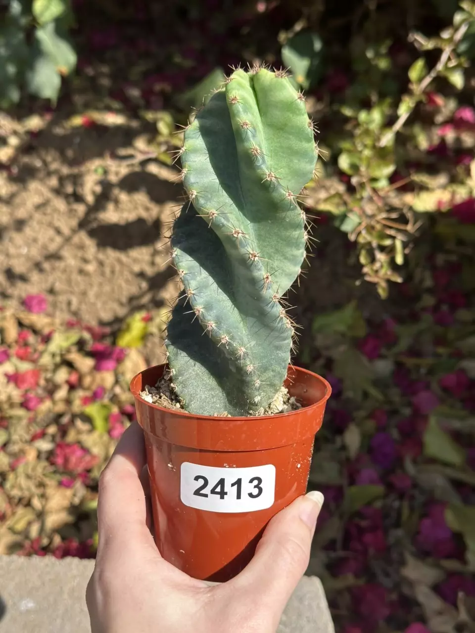 2413 Tiger Stripe Spiral Cactus | 3.25” Pot thumbnail