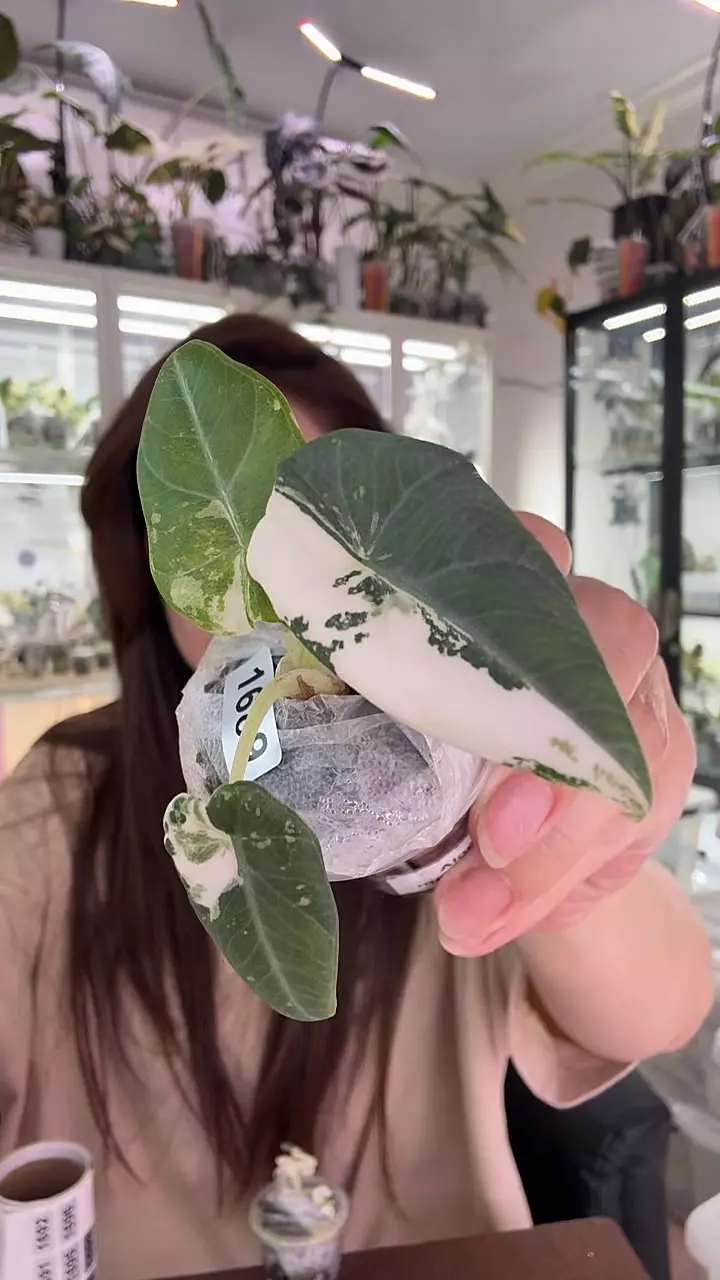 #1689 💚MAHARANI ALBO💚 thumbnail