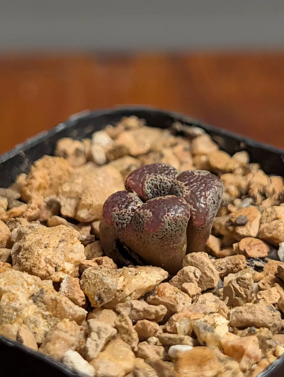 Conophytum pellucidum thumbnail