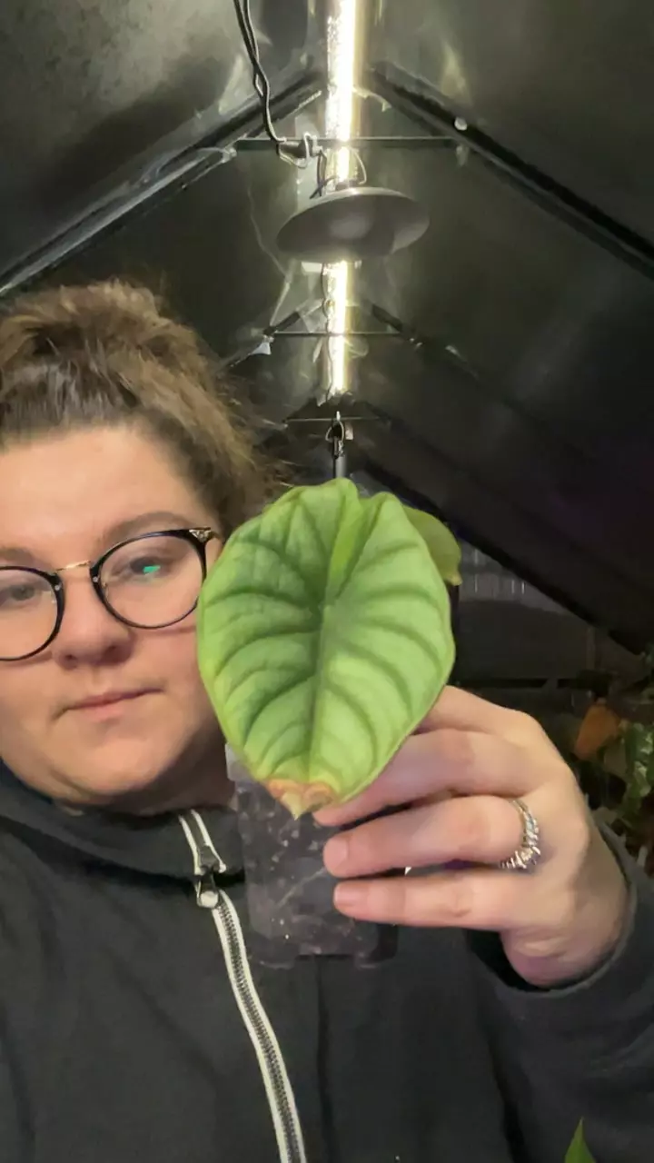 silver nebula 0457 thumbnail