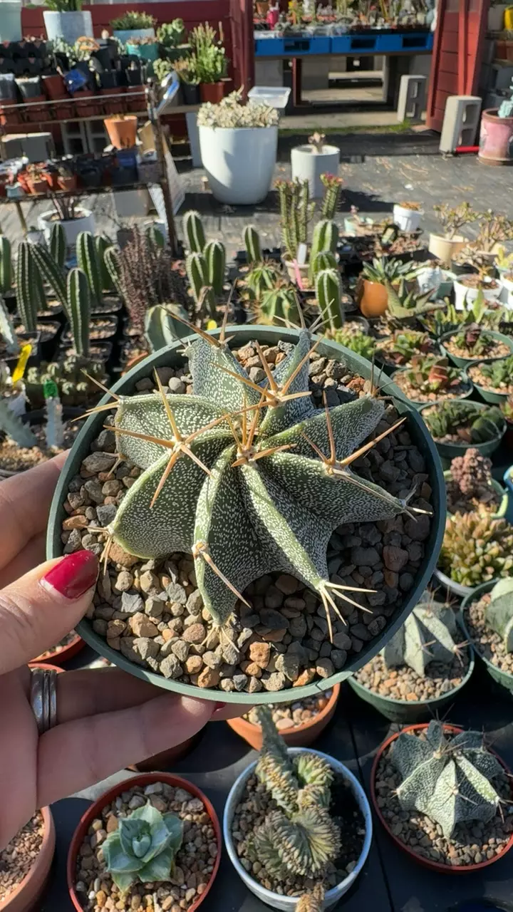 GC Astrophytum with spines thumbnail