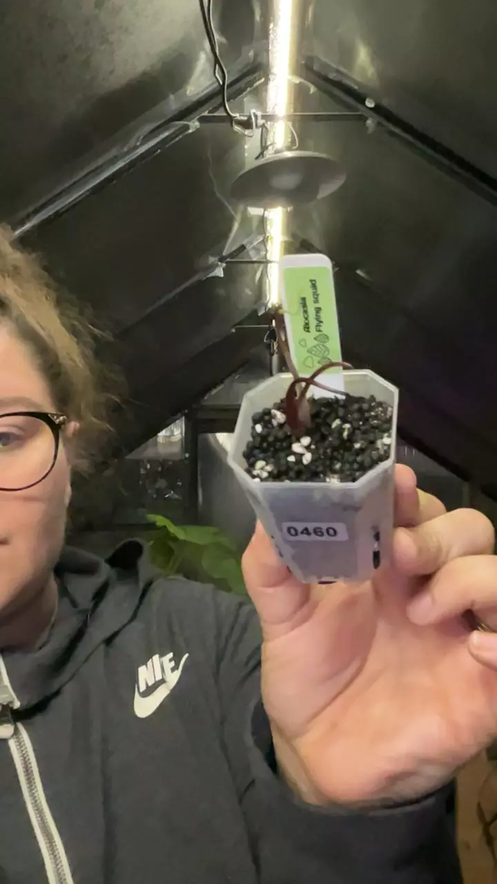 alo squid 0460 thumbnail