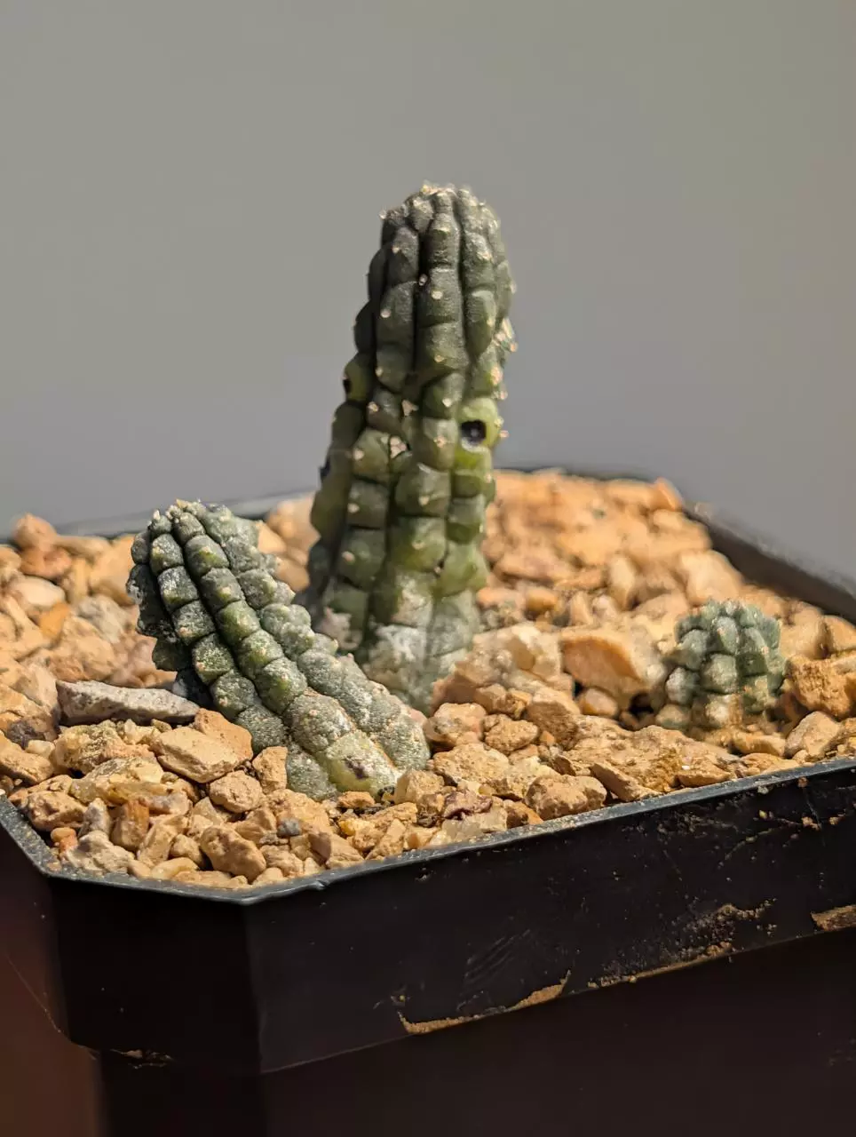 Stapeliads - Echidnopsis dammianna rooted cuttings thumbnail