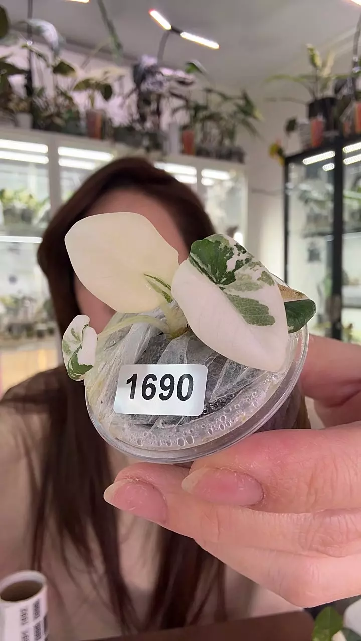 #1690 💚MAHARANI ALBO💚 thumbnail