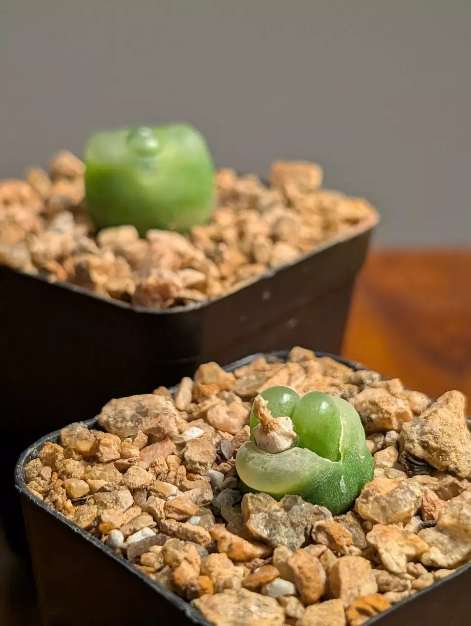 Conophytum maughanii latum #2 thumbnail