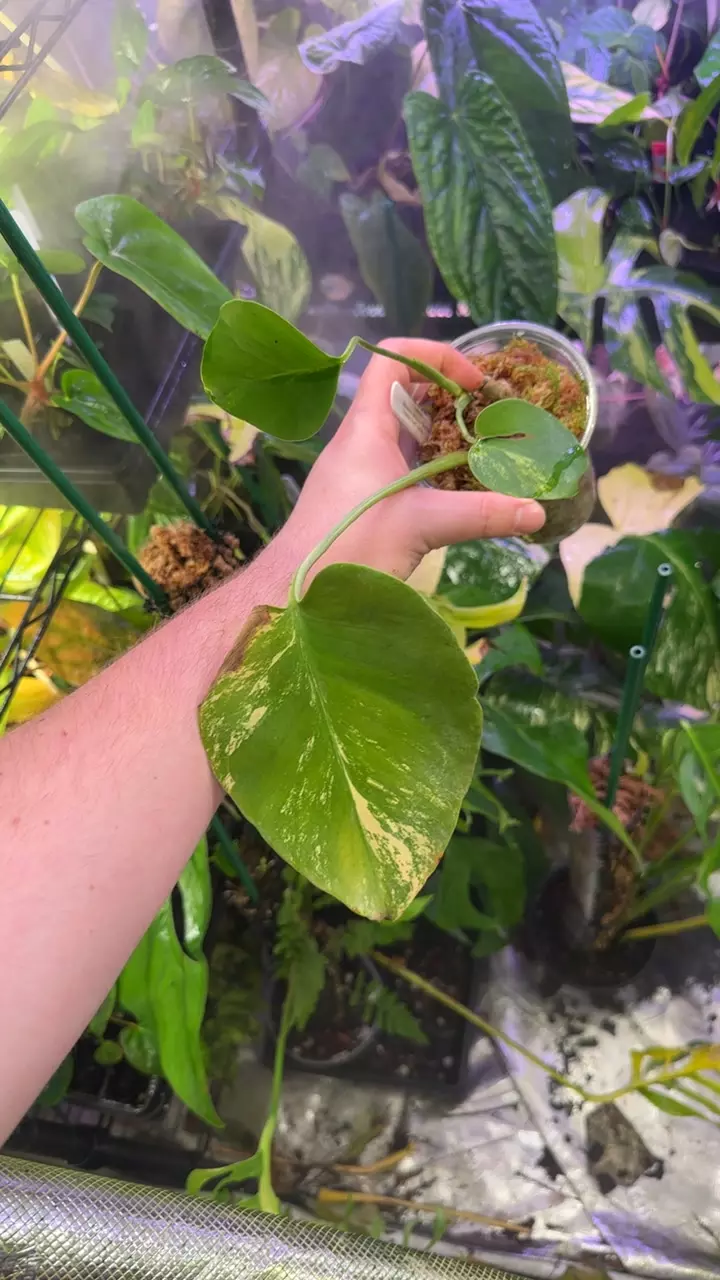 monstera Brazilian common form aurea thumbnail