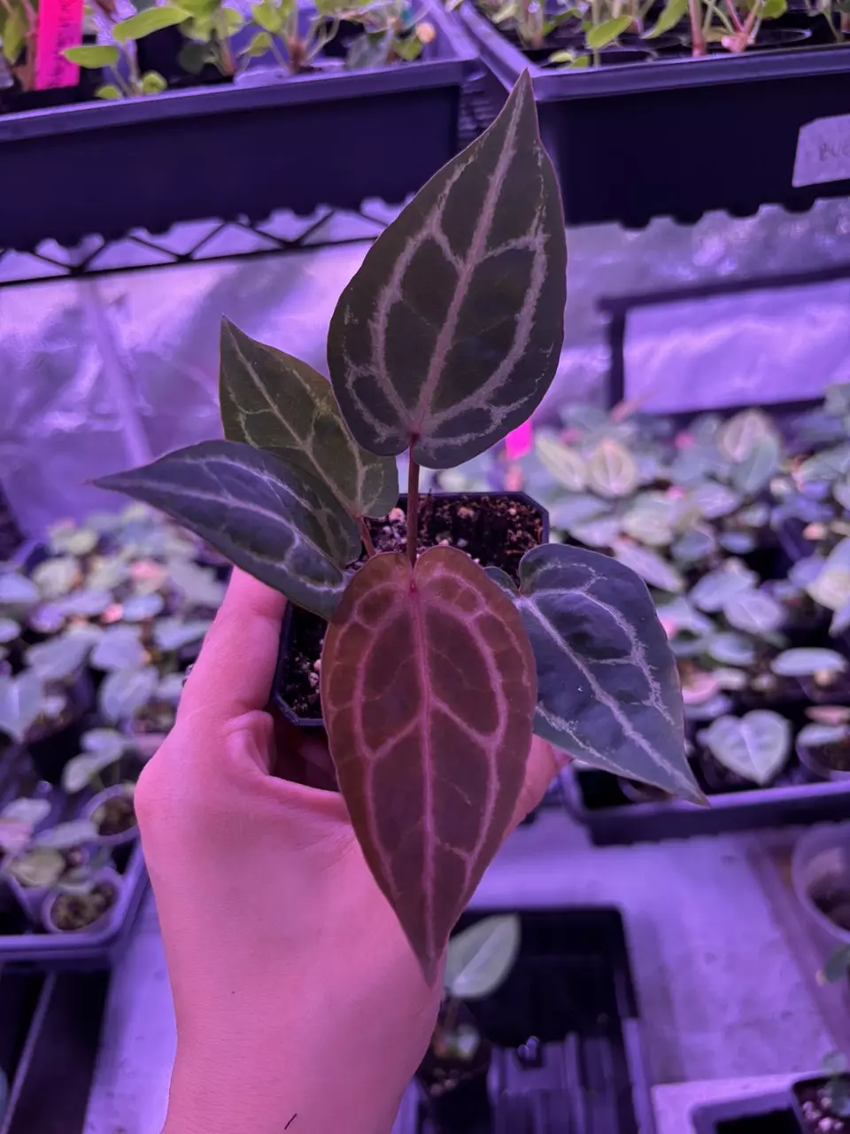 0876 ZM premium thumbnail