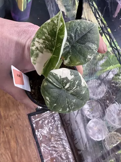 plant/2672 Albo melo-0-thumbnail