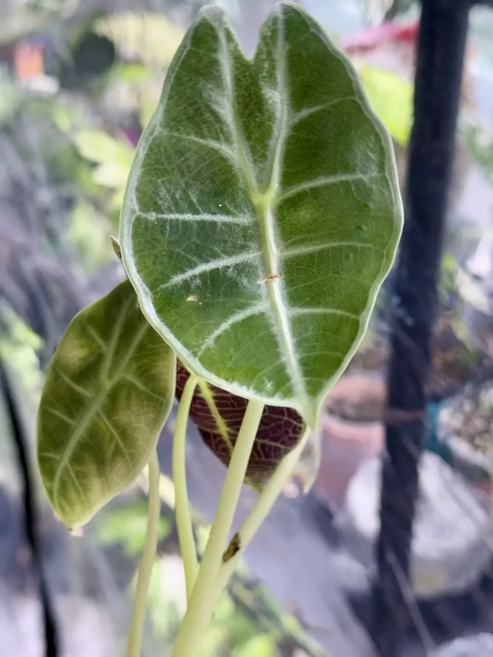 plant/1006 mint watsonia-1
