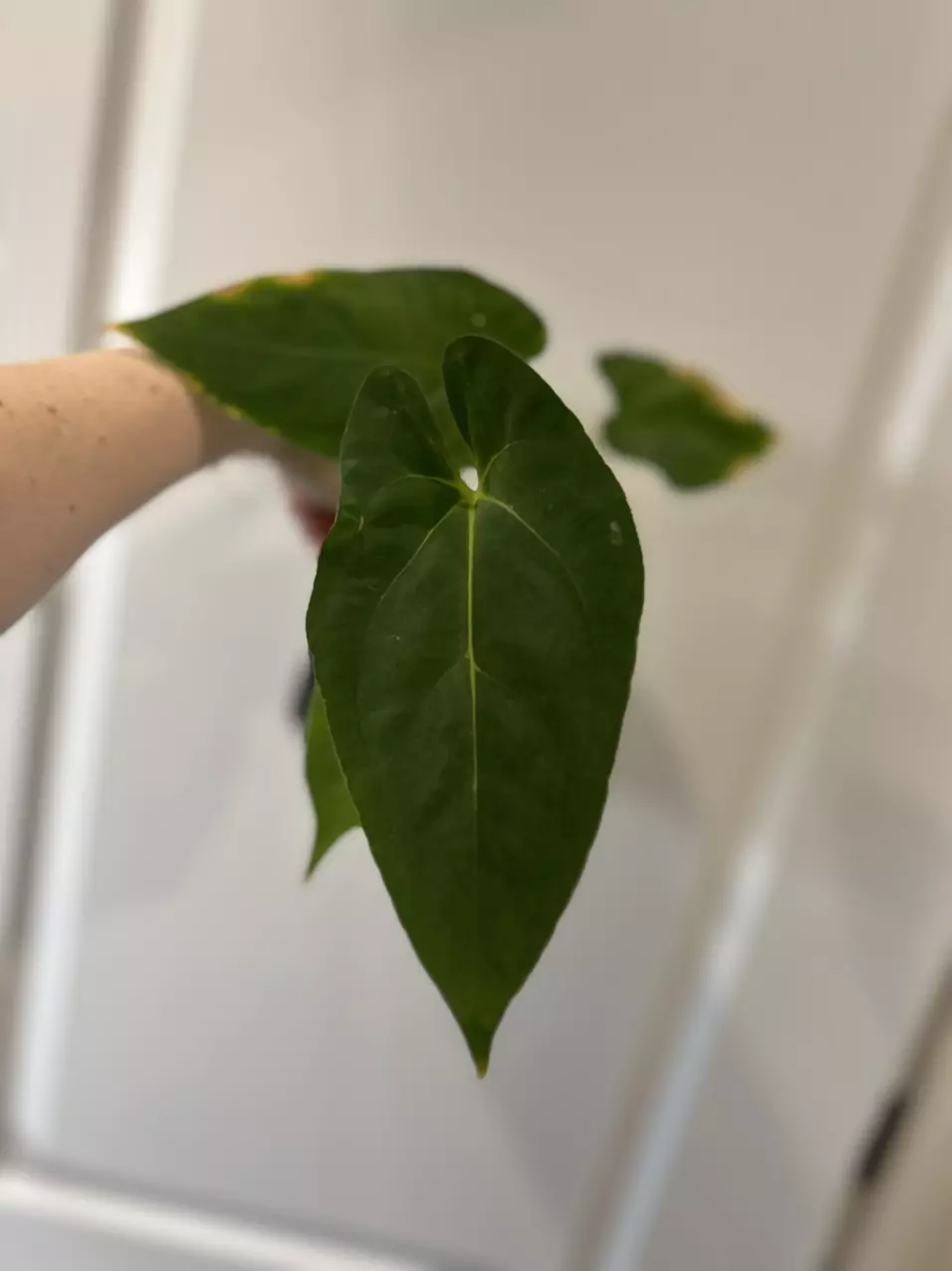 Long/ long bullet x Blue pap x FS thumbnail