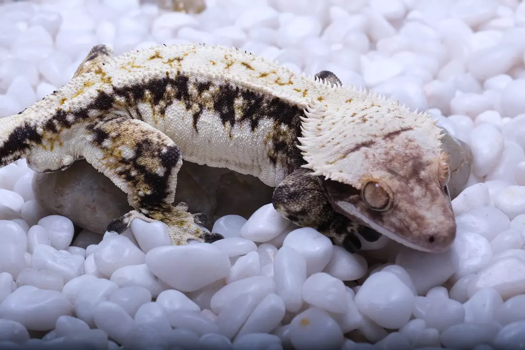 Sin City - 70 g proven Male by Spring Loaded Cresties thumbnail