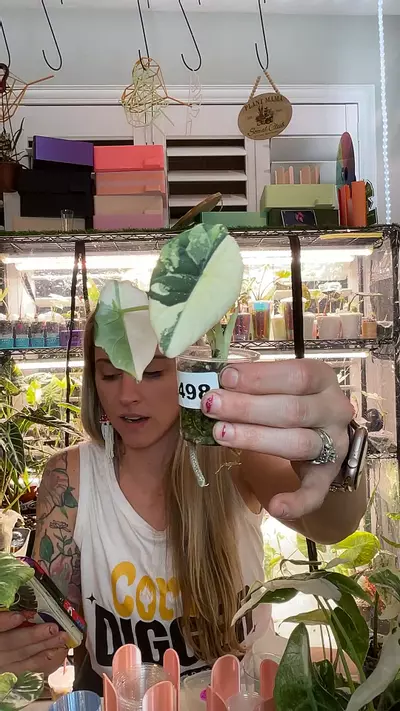 plant/2498 Albo maharani-0-thumbnail