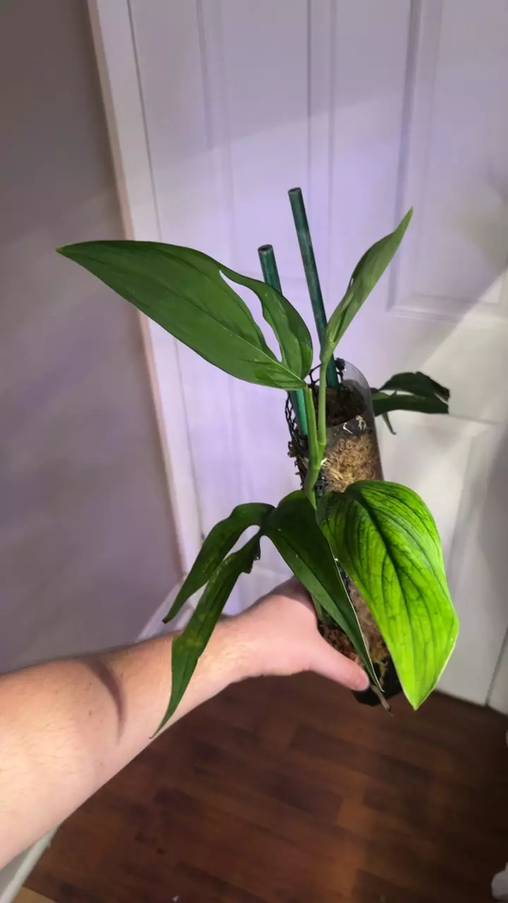 monstera barrieri *fenestrated, attached to pole* thumbnail