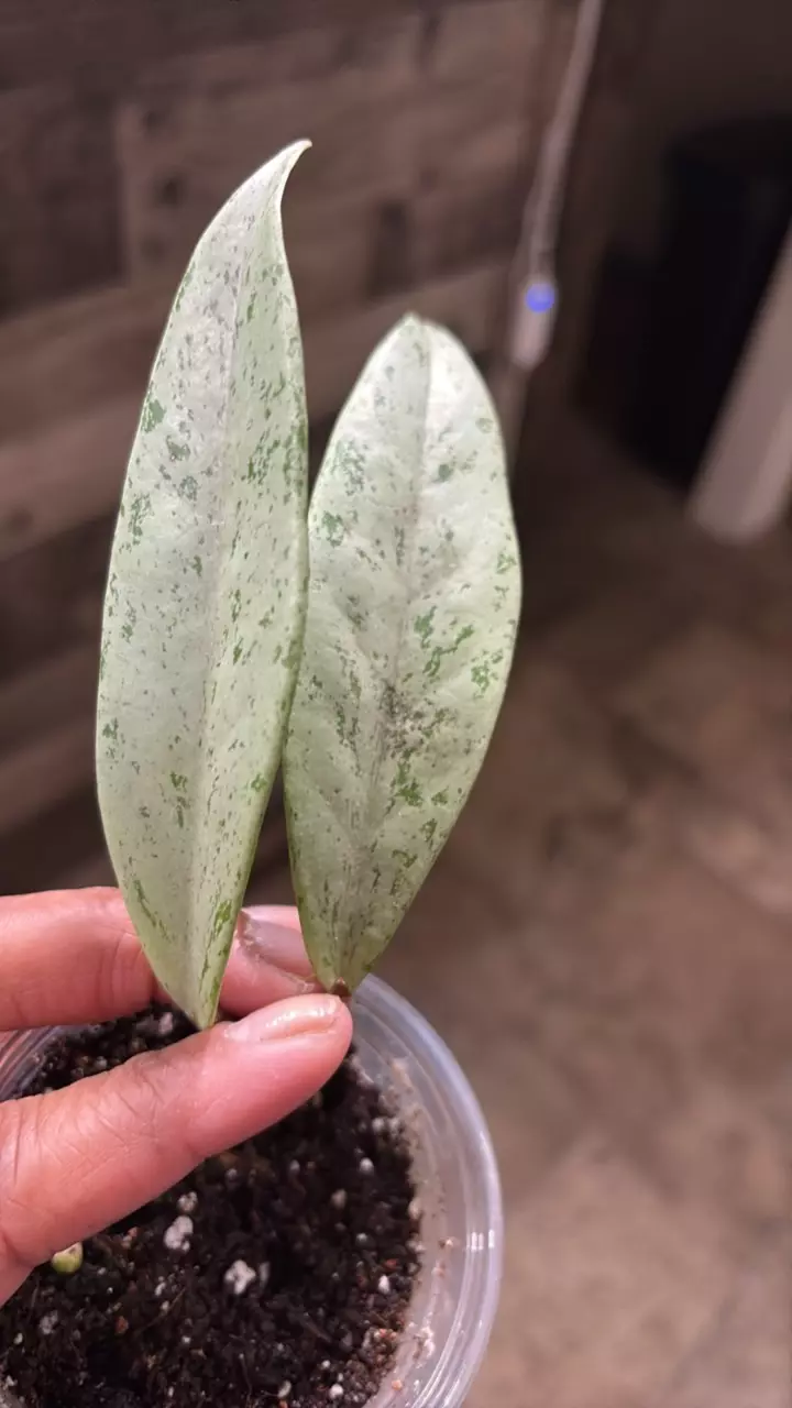 Publicalyx Silver Ghost thumbnail