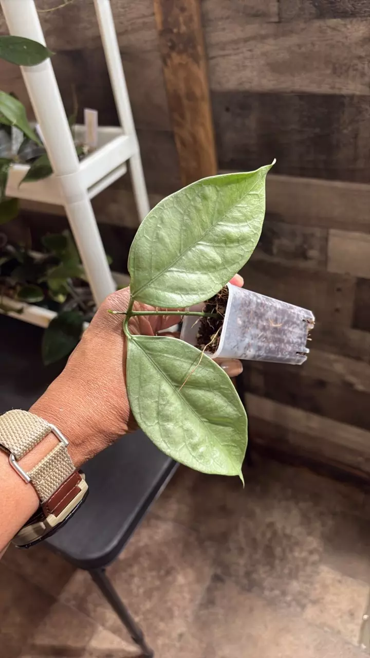 Coriacea Silver thumbnail