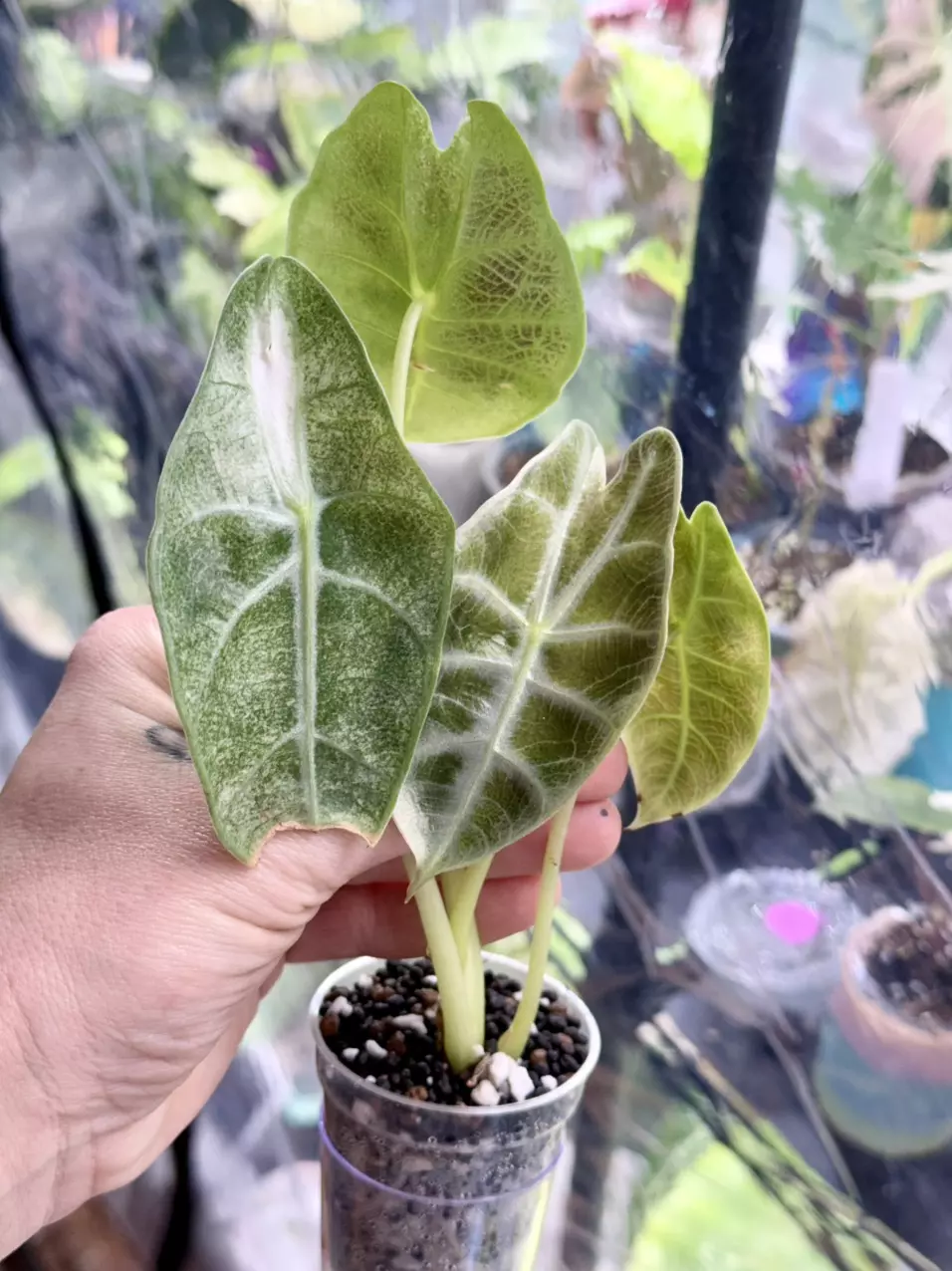 plant/1006 mint watsonia-0