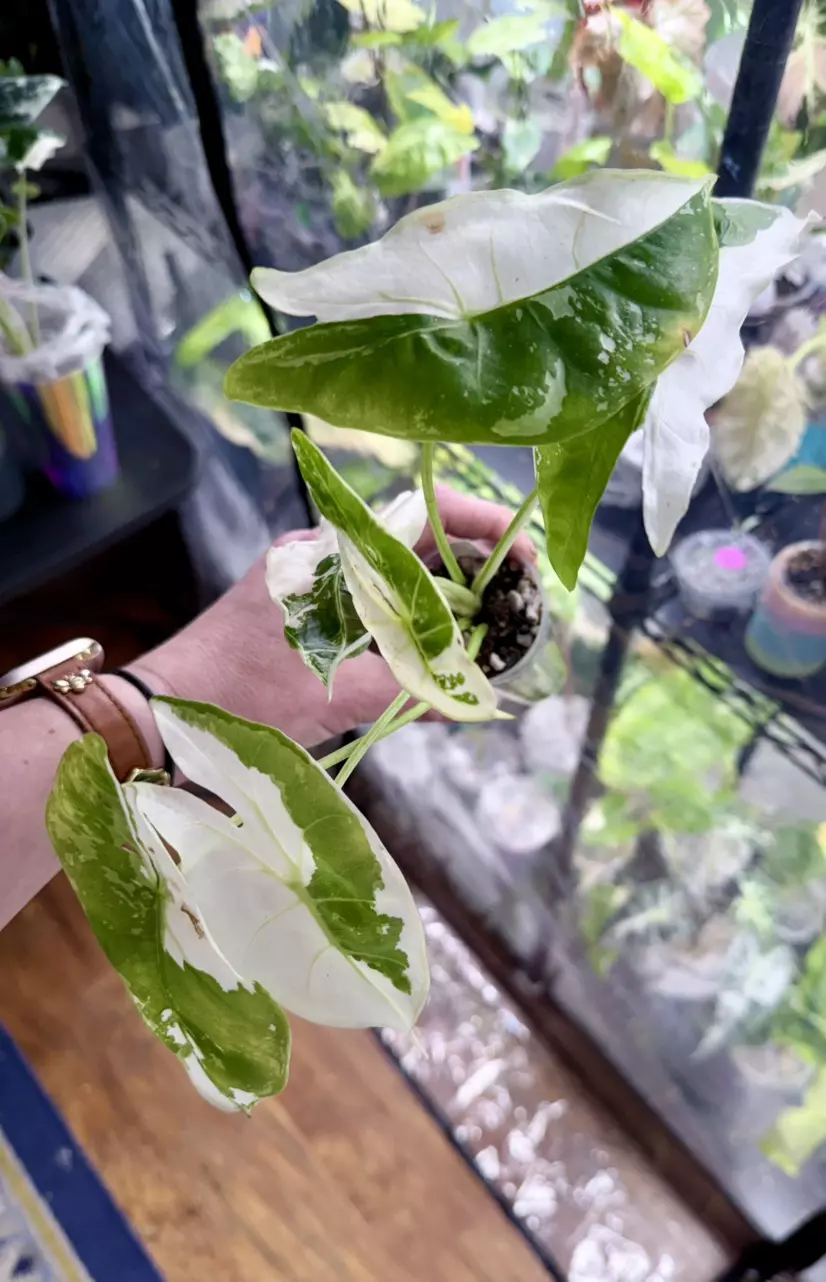 plant/0898 pink back longiloba-0